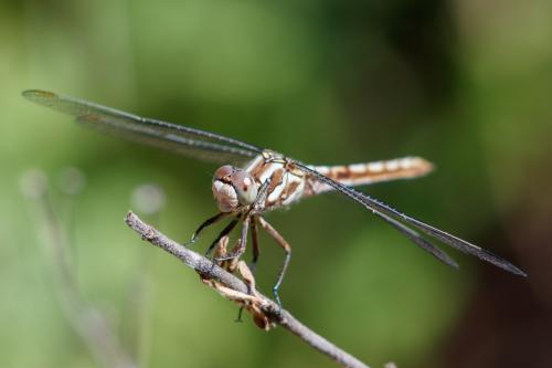 Réf. 305 512 : Orthetrum brunneum